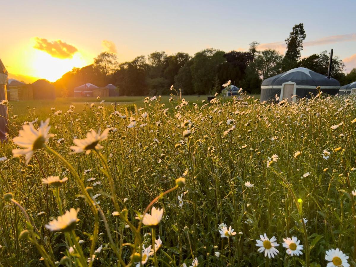 Wild Meadow, Lodge Farm, East Raynham فيكينهام المظهر الخارجي الصورة